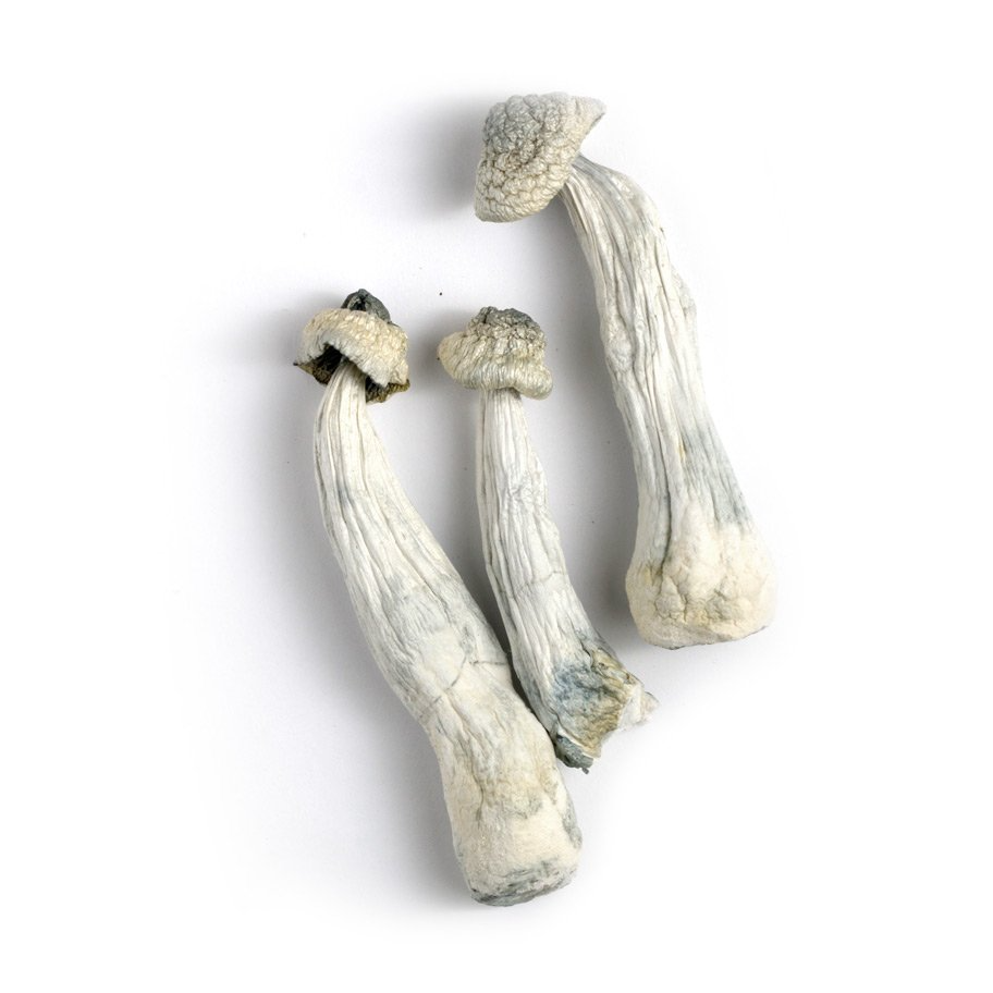 APE Albino Penis Envy Mushrooms